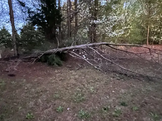 Downed tree lying across a back yard