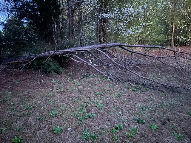 Downed tree across a yard, wider view