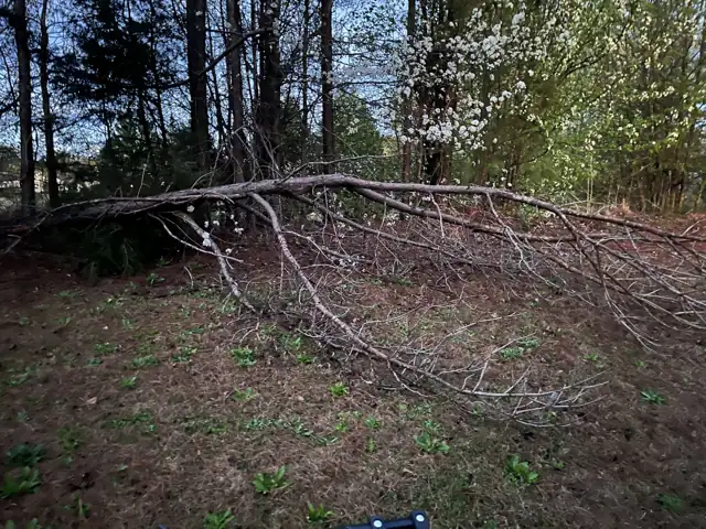 Fallen tree and limbs on the ground (real photo; not necessarily taken in Marietta)