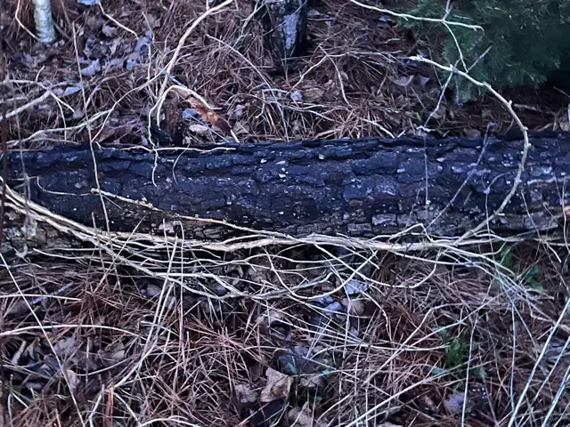 Close view of a downed trunk