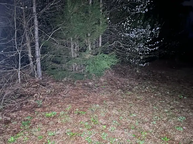Wooded lot at dusk
