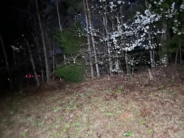 Wooded lot with young trees at dusk