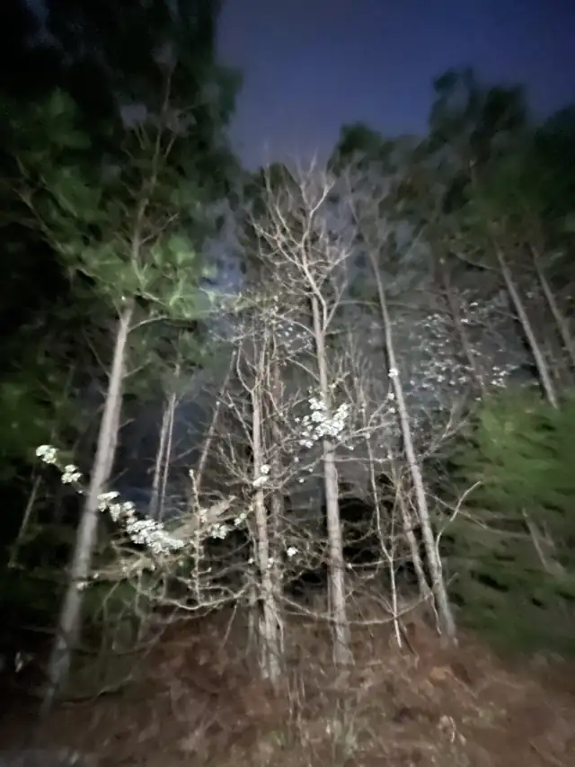 Stand of young trees at dusk (real photo; not necessarily taken in Johns Creek)